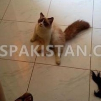 ragdoll-for-sale-turkish-cat-karachi-2