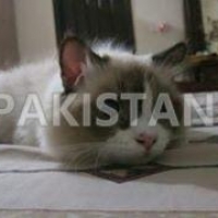 ragdoll-for-sale-turkish-cat-karachi-4