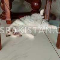 ragdoll-for-sale-turkish-cat-karachi-3