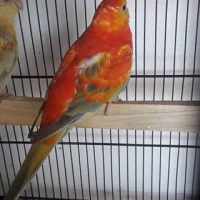 orange-rump-pair-4-sale-ready-to-first-breed-healthy-and-active-red-rumps-lahore-3