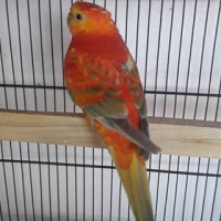 orange-rump-pair-4-sale-ready-to-first-breed-healthy-and-active-red-rumps-lahore-2