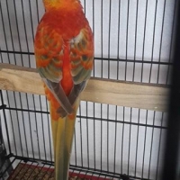 orange-rump-pair-4-sale-ready-to-first-breed-healthy-and-active-red-rumps-lahore