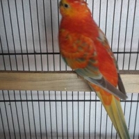 orange-rump-pair-4-sale-ready-to-first-breed-healthy-and-active-red-rumps-lahore-4