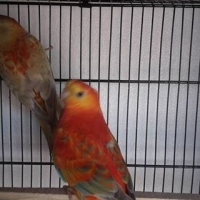 orange-rump-pair-4-sale-ready-to-first-breed-healthy-and-active-red-rumps-lahore-5