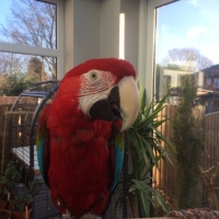 scarlet-green-winged-macaw-macaws-abadi-jalalpur-pirwala