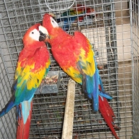 macaw-parrots-cockatoos-grey-parrots-amazons-ostriches-falcons-ostriches-macaws-panjgur