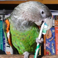 tamed-parrots-for-sale-whatsapp-12486625079-amazon-parrots-rawalpindi-6