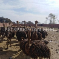 black-neck-ostrich-for-sale-ostrich-islamabad-1