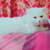 turkish-angora-pair-turkish-cat-lahore-2