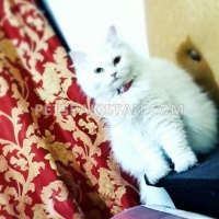 turkish-angora-pair-turkish-cat-lahore-3