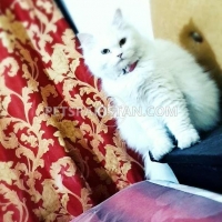 turkish-angora-pair-turkish-cat-lahore-4