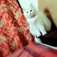 turkish-angora-pair-turkish-cat-lahore-5