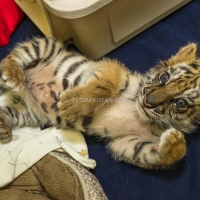 cheetah-cubs-lion-cubs-tiger-cubs-available-whatsapp-12486625079-tiger-karachi