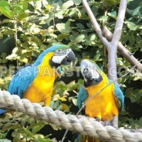 adorable-and-talkative-blue-and-gold-macaw-parrots-macaws-chelhar