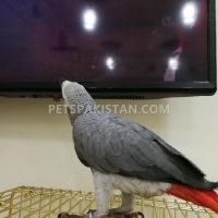 australian-parrots-pigeons-parakeet-australian-budgies-sinjhoro-11