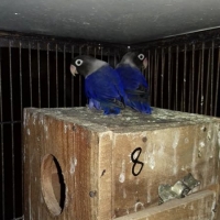 voilet-double-factor--rawalpindi