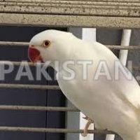 white-ringneck-patha-male-age-almost-18-month--lahore