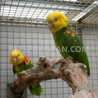 tame-healthy-parrots-african-grey-cokatoos-and-fertile-eggs-for-sale-cockatoos-lahore-5