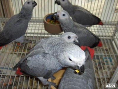 African Grey parrots  For Adoption