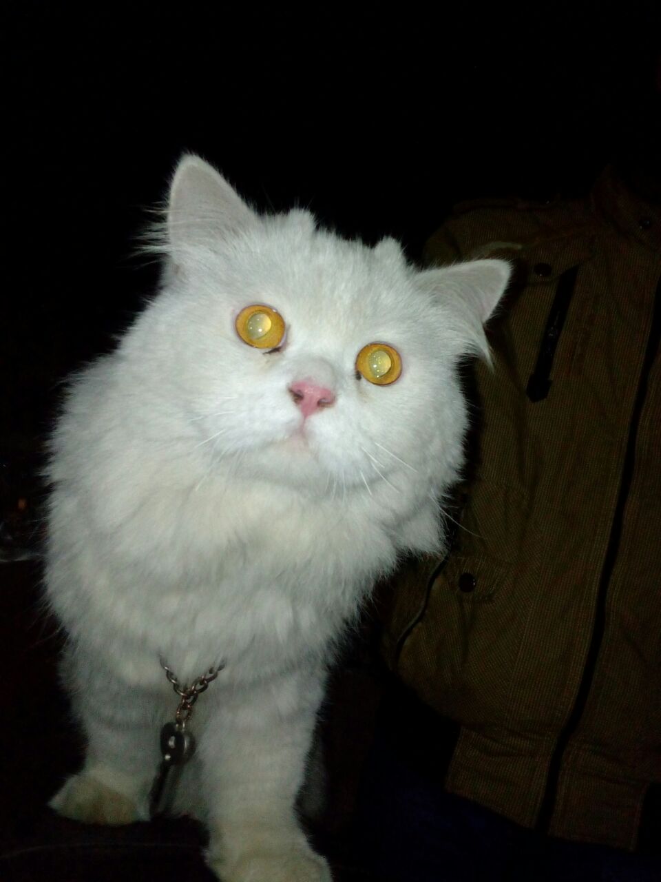Pure Persian White Male Cat Healthy Active And Loving 17months age .Doll face