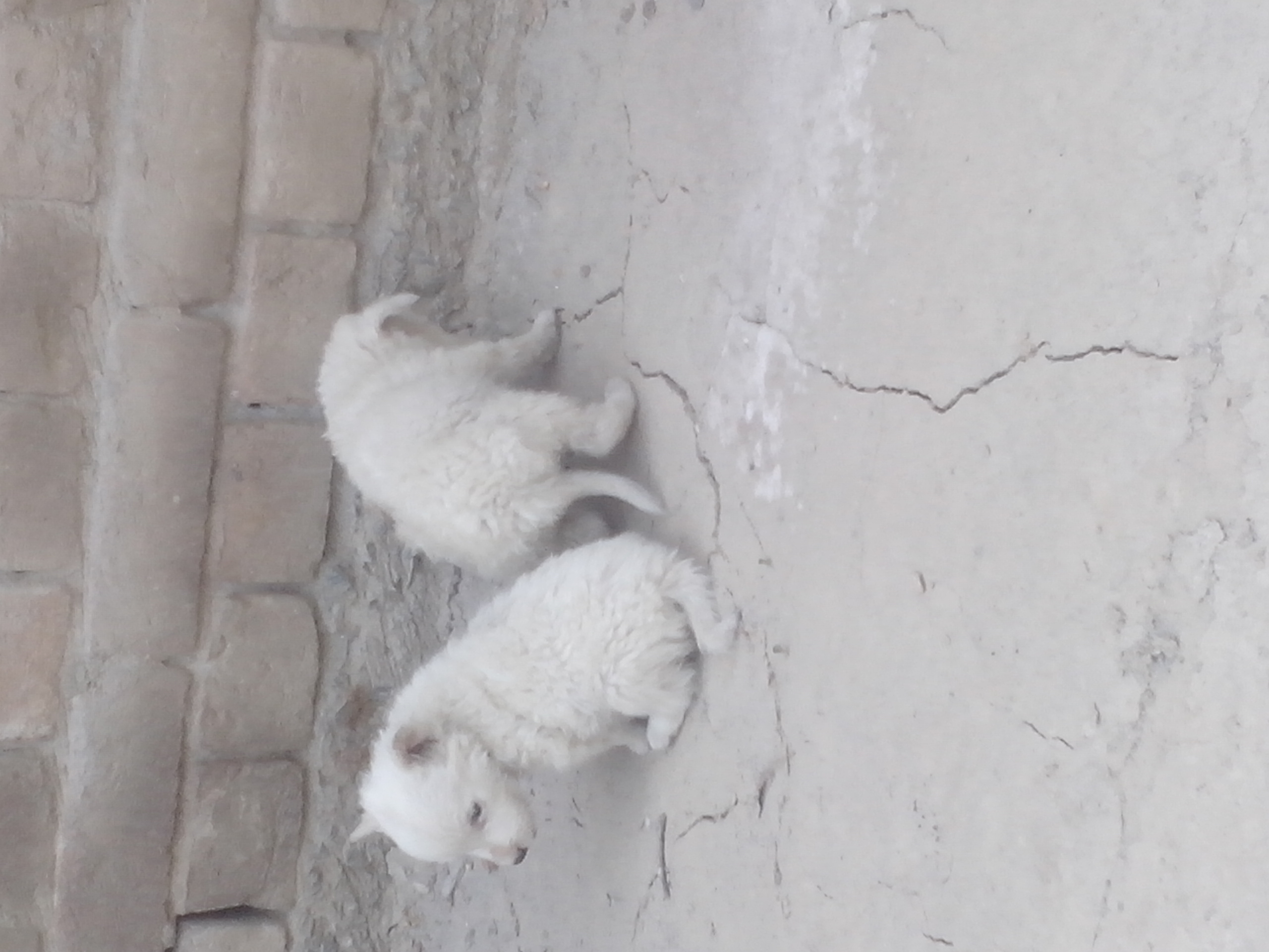 russian pups 