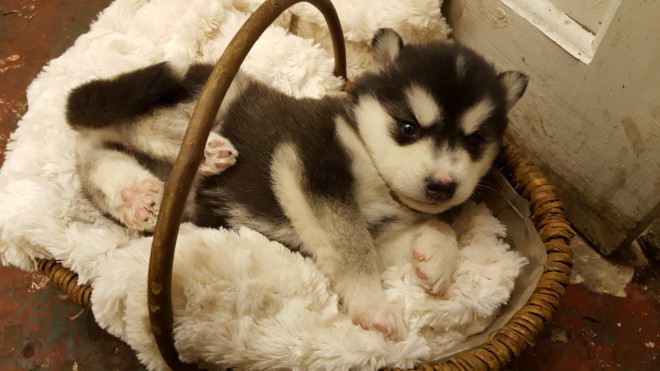 Siberian Husky 