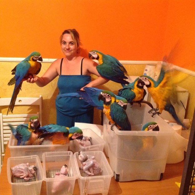  Talkative and Well Tamed Parrots And Parrot Fertile Eggs For Sale..