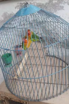 Fisher parrots