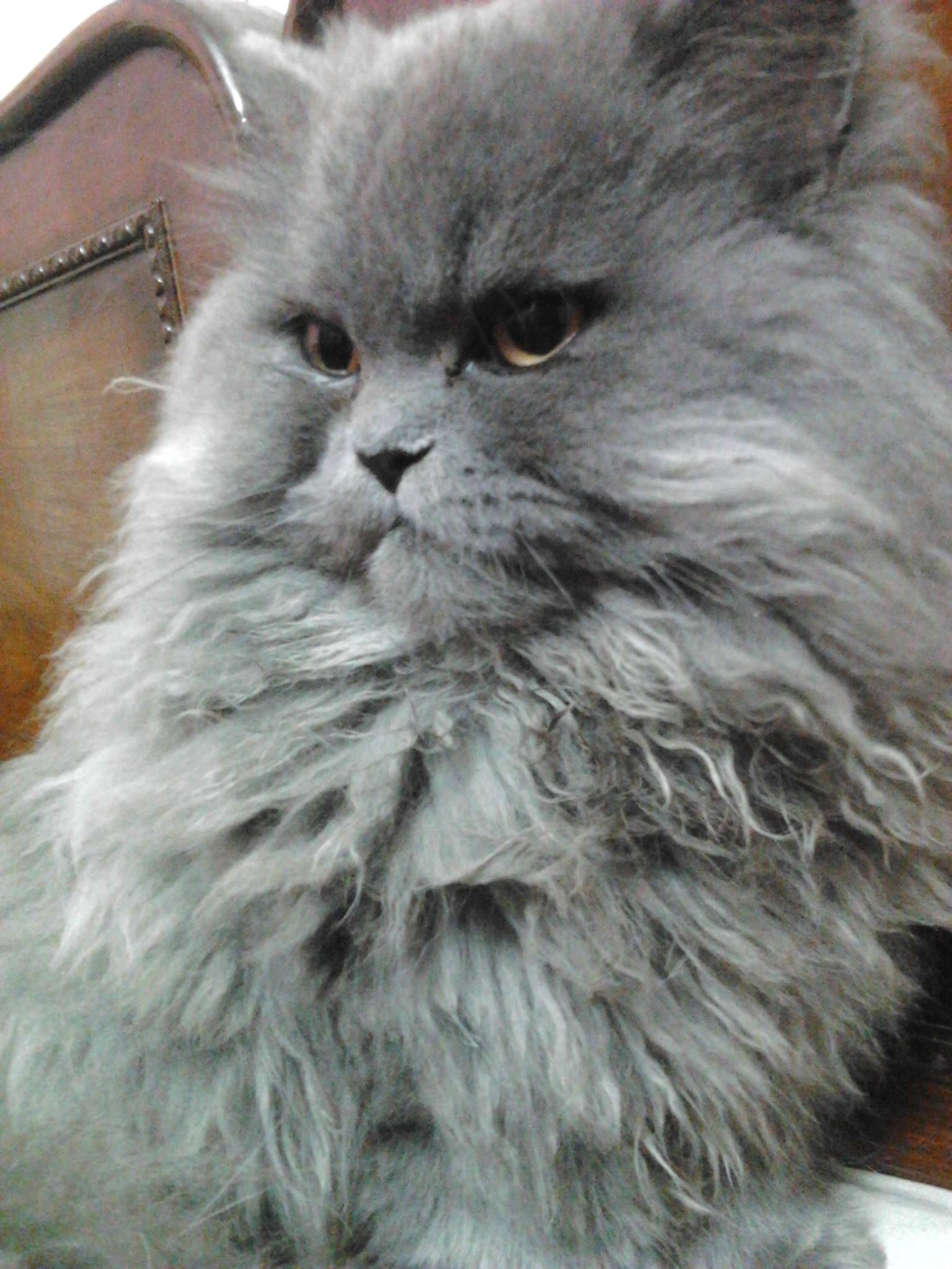KITTEN FOR SALE......demand 12,000 rs