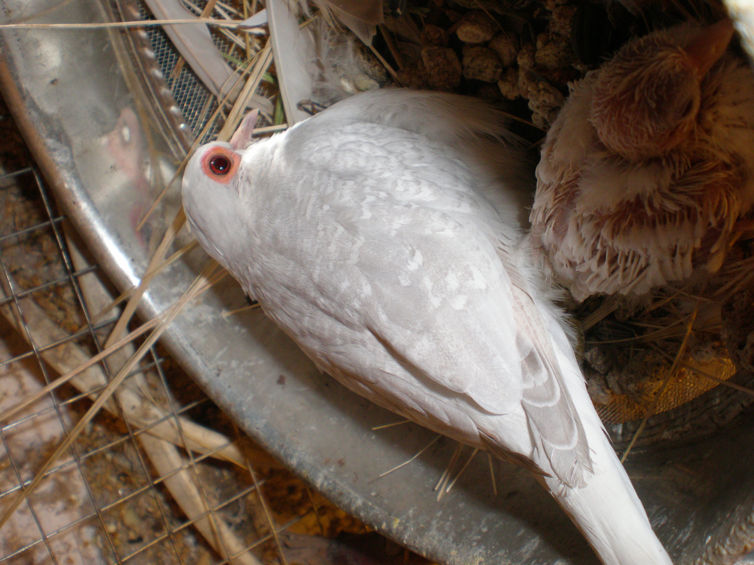 snow dove breeder pairs for sale