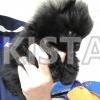  Gorgeous Tiny Pomeranian Girl Available! 
