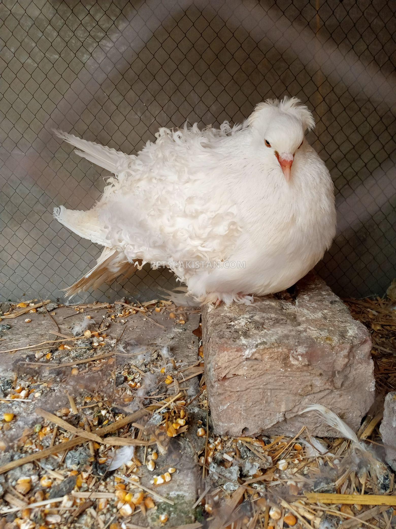 White frill back