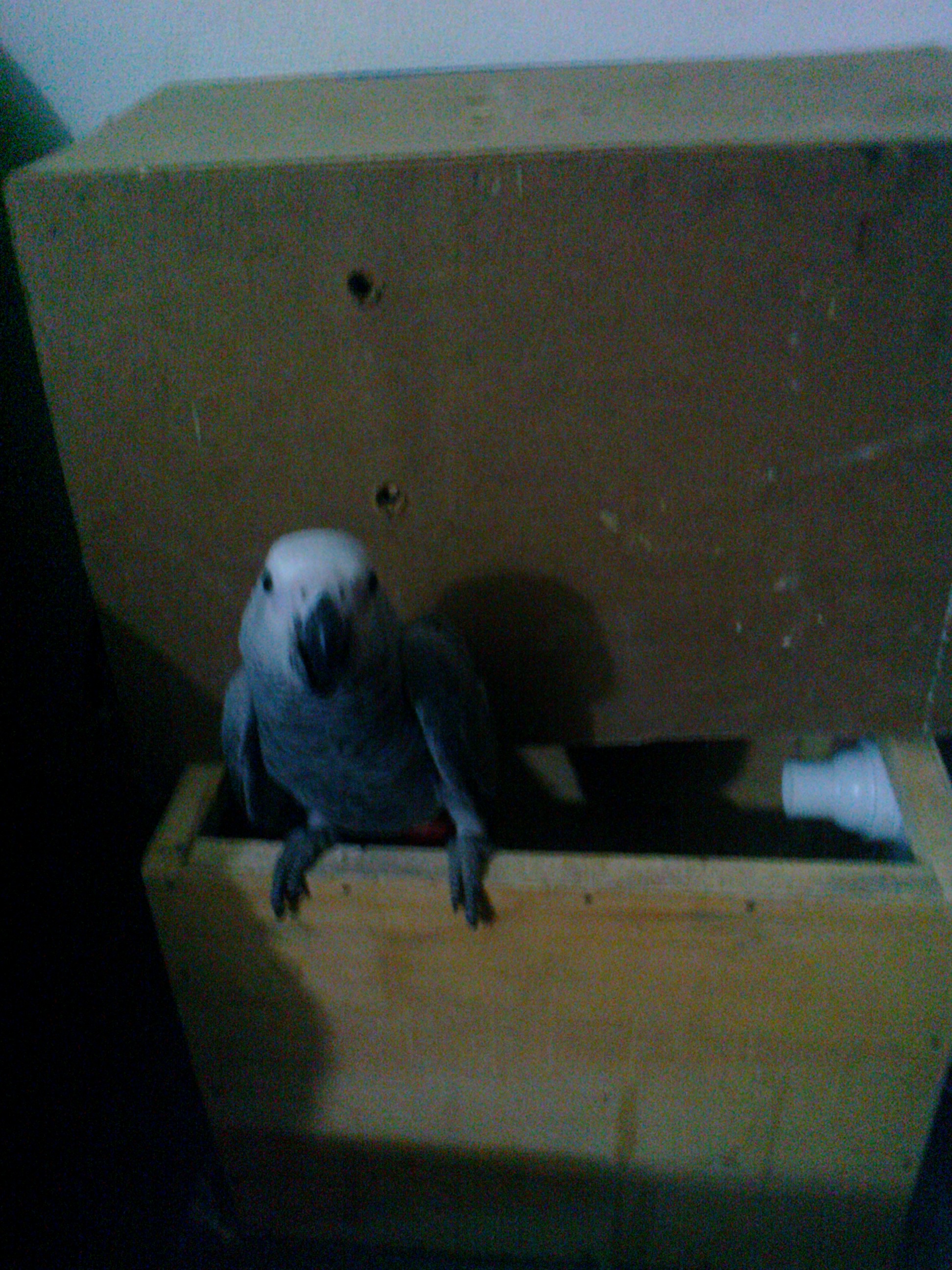 african gray congo chick for sale
