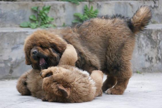  Three Tibetan Mastiff puppies for adoption......3
