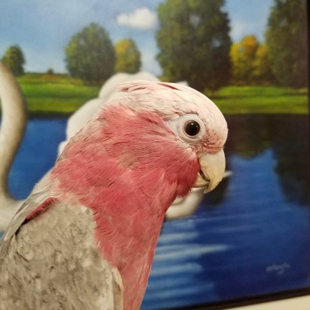 Rose Breasted Cockatoo #129814