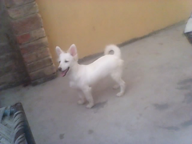 male russian samoyed pup