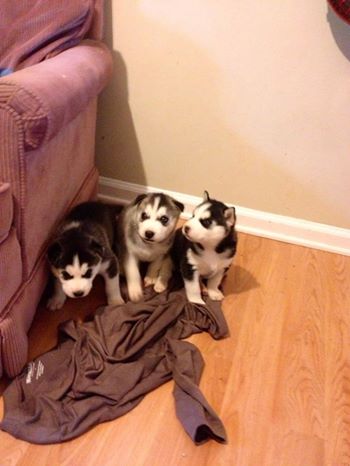 3 Siberian husky puppies for free adoption
