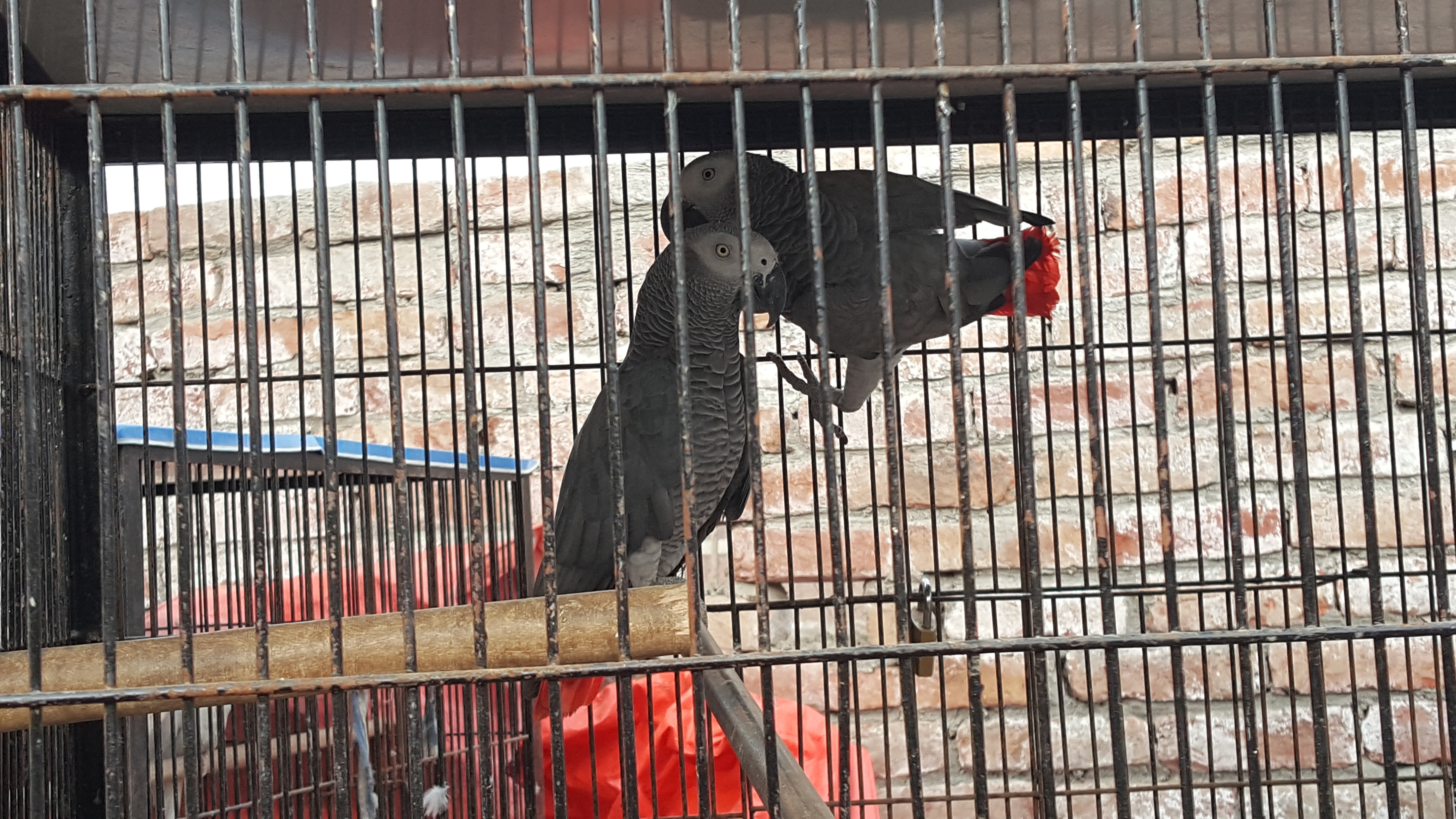 Grey parrots 