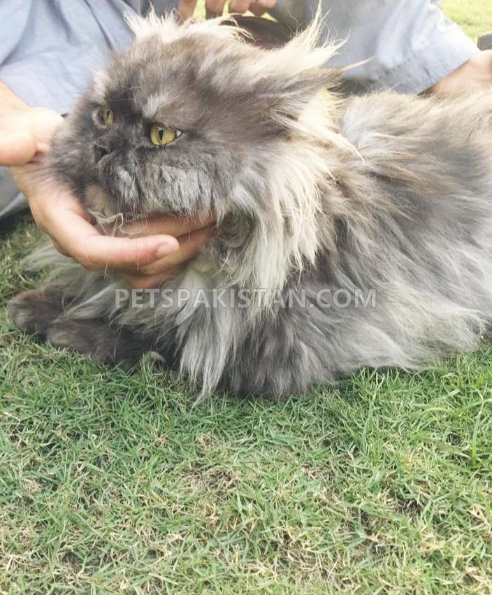 Persian punch face male