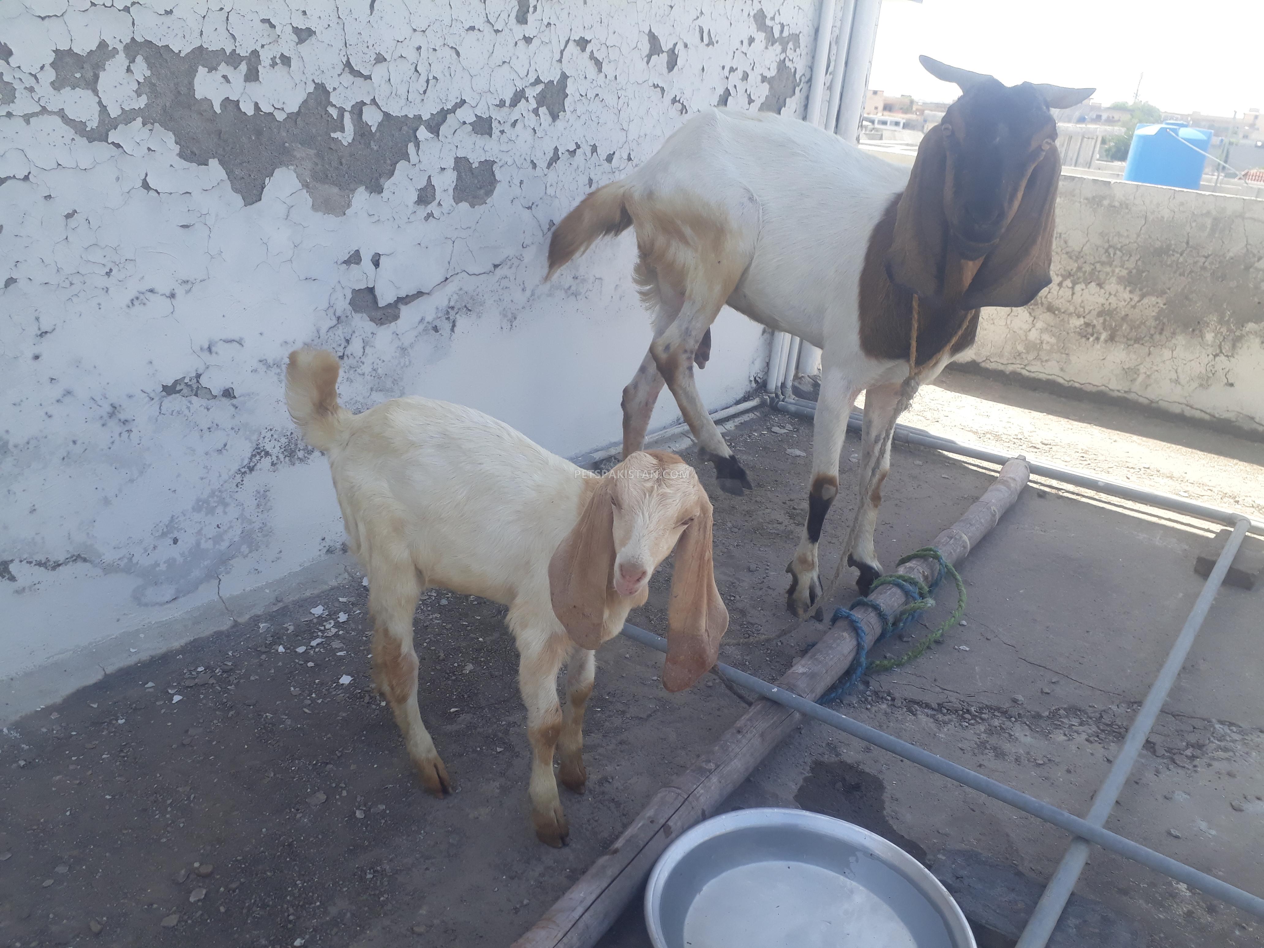Goat betal with 3 month old male 
