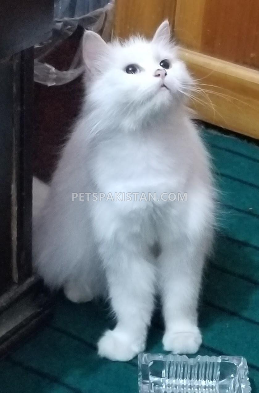 Pure Persian cat snow white kittens 