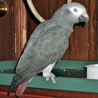 african grey parrot 