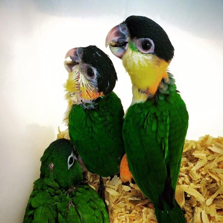 Black Headed Caique #129931