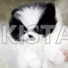  Tea Cup Pomeranian puppies with good champion bloodline