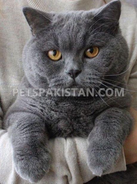 British shorthair Cats