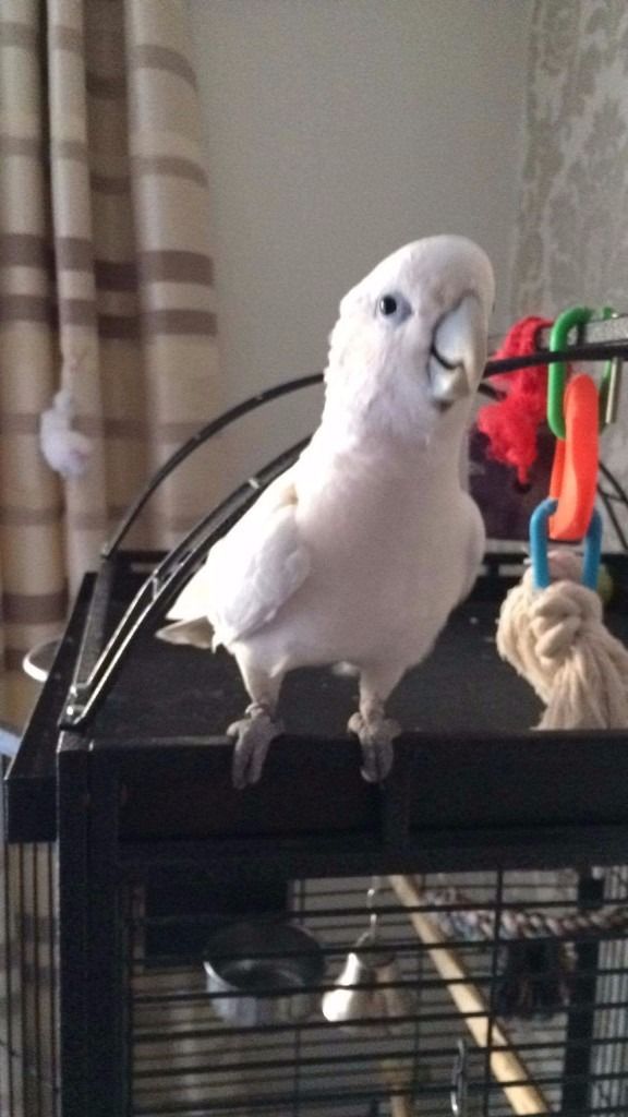 Cockatoo