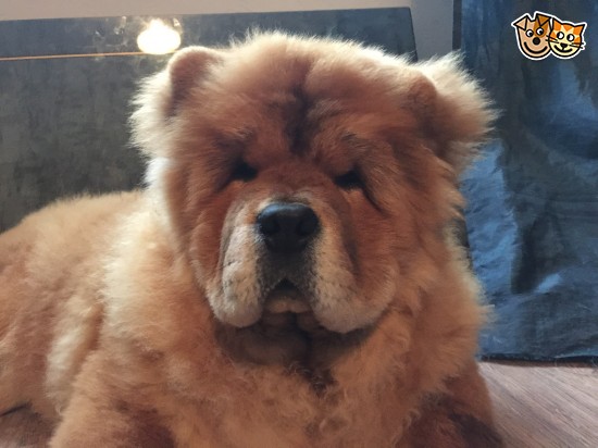 Chow Chows Fully Vaccinated