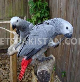 Male And Female African Grey Parrots Ready