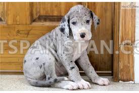 great dane puppies for you available
