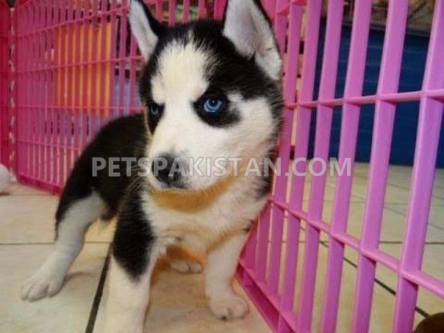  Siberian Husky puppies for you